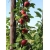 Jabłoń kolumnowa  KATJA  truskawkowa